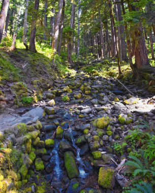 Sol Duc Falls yürüyüş yolu Soleduck şelalesi manzaralı 2024 Olimpiyat Ulusal Parkı, Washington, ABD