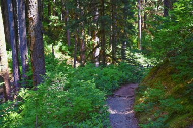 Sol Duc Falls yürüyüş yolu Soleduck şelalesi manzaralı 2024 Olimpiyat Ulusal Parkı, Washington, ABD