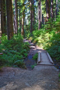 Sol Duc Falls yürüyüş yolu Soleduck şelalesi manzaralı 2024 Olimpiyat Ulusal Parkı, Washington, ABD