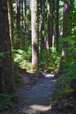Sol Duc Falls yürüyüş yolu Soleduck şelalesi manzaralı 2024 Olimpiyat Ulusal Parkı, Washington, ABD