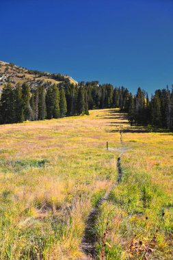 Box Elder Peak Hiking Patikası, American Fork Canyon. Uinta-Wasatch-Cache Ulusal Ormanı, Wasatch Sıradağları Rocky Dağları, Utah, ABD.