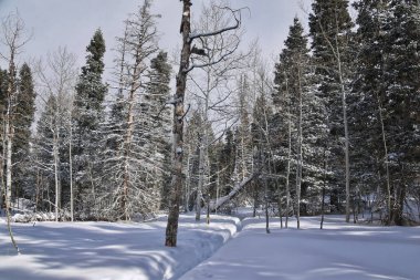Tibble Çatal Döngüsü kış fırtınası kar yürüyüşü Uinta Wasatch Önbellek Ulusal Ormanı, Rocky Dağları, Utah. Birleşik Devletler.