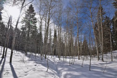 Tibble Çatal Döngüsü kış fırtınası kar yürüyüşü Uinta Wasatch Önbellek Ulusal Ormanı, Rocky Dağları, Utah. Birleşik Devletler.