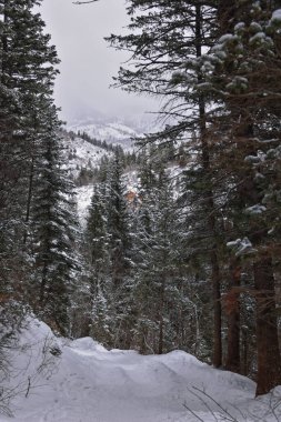 Tibble Çatal Döngüsü kış fırtınası kar yürüyüşü Uinta Wasatch Önbellek Ulusal Ormanı, Rocky Dağları, Utah. Birleşik Devletler.