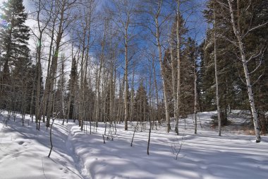 Tibble Çatal Döngüsü kış fırtınası kar yürüyüşü Uinta Wasatch Önbellek Ulusal Ormanı, Rocky Dağları, Utah. Birleşik Devletler.