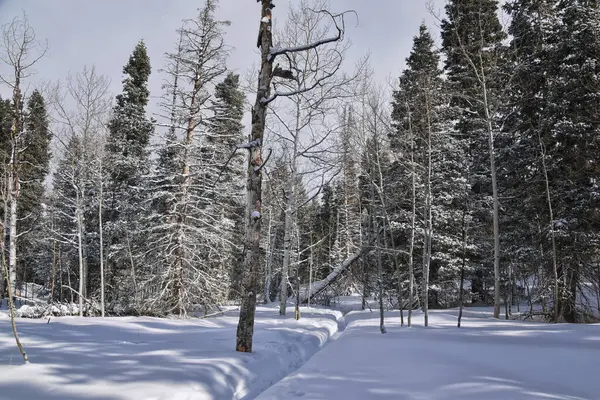 Tibble Çatal Döngüsü kış fırtınası kar yürüyüşü Uinta Wasatch Önbellek Ulusal Ormanı, Rocky Dağları, Utah. Birleşik Devletler.