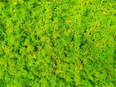 green and decorative moss is great for decoration 