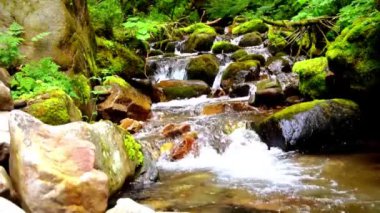 Gently flowing water sweeping over rocks and stones among the greenery 