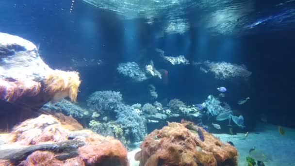Coraux Crevettes Poissons Sont Pas Les Seuls Habitants Des Mers — Video