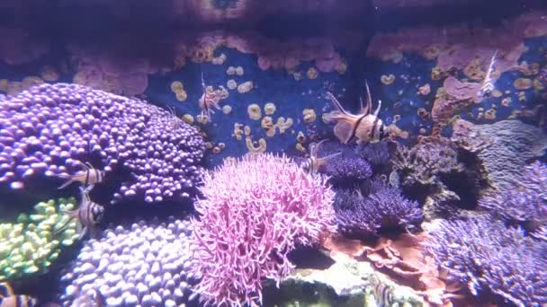 Korallen Garnelen Und Fische Sind Nicht Die Einzigen Bewohner Der — Stockvideo