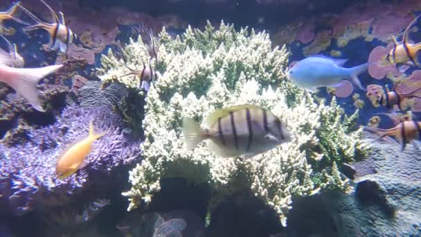 サンゴ 魚はこの惑星の海と海の唯一の住民ではない — ストック動画