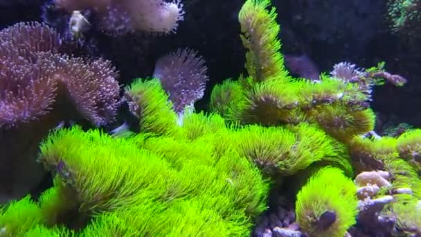 Corais Camarões Peixes Não São Únicos Habitantes Dos Mares Oceanos — Vídeo de Stock