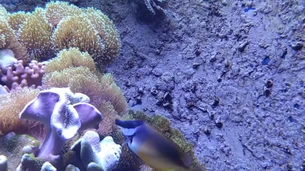 Корали Креветки Риби Єдині Жителі Морів Океанів Цій Планеті — стокове відео
