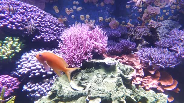 Coralli Gamberetti Pesci Non Sono Gli Unici Abitanti Dei Mari — Video Stock