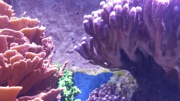 Coraux Crevettes Poissons Sont Pas Les Seuls Habitants Des Mers — Video