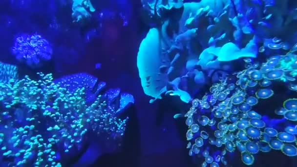 サンゴ 魚はこの惑星の海と海の唯一の住民ではない — ストック動画