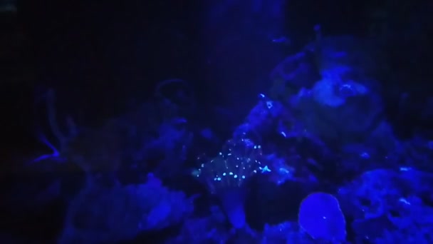 Кораллы Креветки Рыба Единственные Обитатели Морей Океанов Этой Планете — стоковое видео