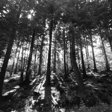 Yeşil yapraklarla kaplı büyük ve güzel bir ağaç bol miktarda oksijen sağlar.,