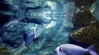 İnanılmaz çeşitlilikte ve çok renkli denizler ve okyanuslar.