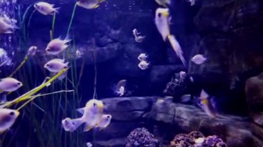 İnanılmaz çeşitlilikte ve çok renkli denizler ve okyanuslar.