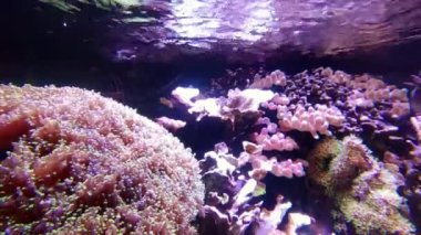 İnanılmaz çeşitlilikte ve çok renkli denizler ve okyanuslar.