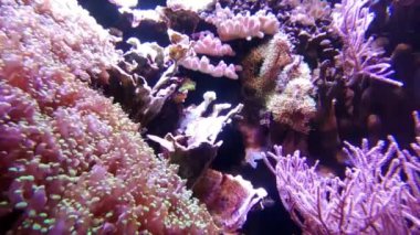 İnanılmaz çeşitlilikte ve çok renkli denizler ve okyanuslar.