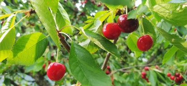 Güzel, sağlıklı, olgun ve kırmızı kirazlar.