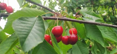 Güzel, sağlıklı, olgun ve kırmızı kirazlar.