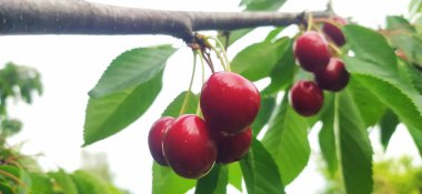 Güzel, sağlıklı, olgun ve kırmızı kirazlar.