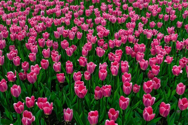 stock image Bed of blooming pink tulips in the center of Czech Spa city Frantiskovy Lazne (Franzensbad)