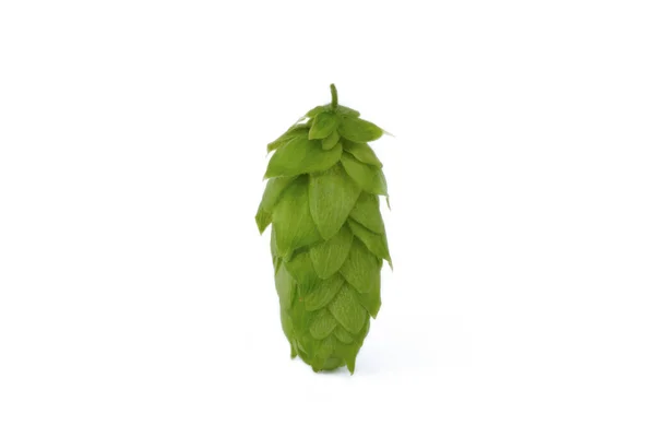 Zielona Świeża Głowa Chmielowa Odmiana Sladek Owoc Czeskiej Rośliny Chmielowej — Zdjęcie stockowe