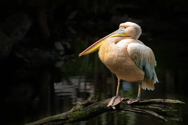 Pelecanus Onocrotalus Great White Pelican Sitting Branch Looking Left Royalty Free Stock Obrázky