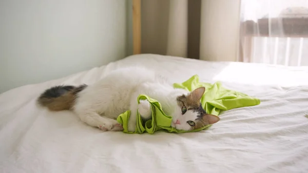 Beautiful cat plays with bright green t-shirt on bed at natural lighting. Playful fluffy cat gnaws owner t-shirt and punch with paws