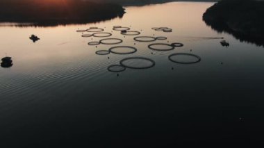 Large fish farm with round enclosures installed in water for breeding fish for commercial usage. Scenic sunset and long river in evening