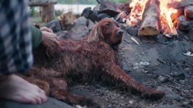 Woman removes dirt from wool of fluffy brown dog on picnic in countryside. Female owner and domestic pet lie near burning bonfire closeup