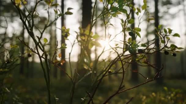 Wild Bush Green Leaves Grows Forest Illuminated Bright Sunlight Sunset — Video
