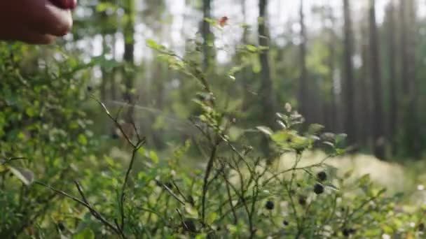 Woman Plucks Blueberries Branches Lush Bush Growing Forest Sunny Day — Video