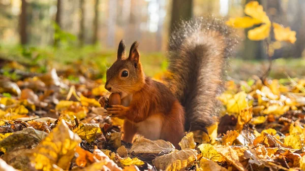 stock image Red squirrel holds with its paws and gnaws an acorn in yellow leaves in an autumn park in sunny weather