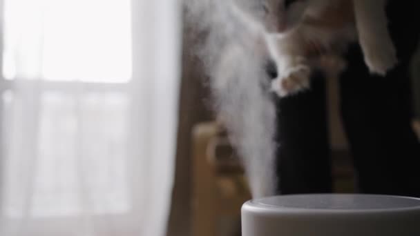 Woman Brings White Domestic Cat Jet Steam Humidifier Room — Stock Video
