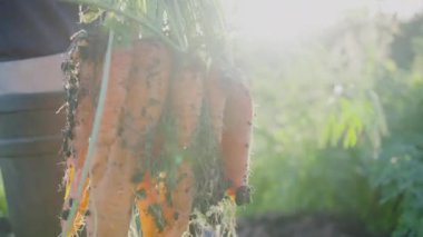 Farmer woman twists in her hands a ripe grown carrot with pieces of earth in her hands against the background of the sun. Harvesting, organic farming.