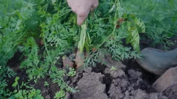 Close Farmers Hand Pulling Bunch Ripe Carrots Out Ground Harvesting — Video