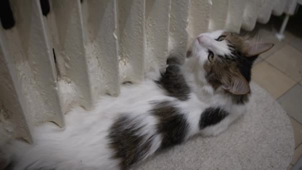 Domestic Fluffy Cats Lie Radiator Warm Themselves Freeze Wait Start — Stockvideo