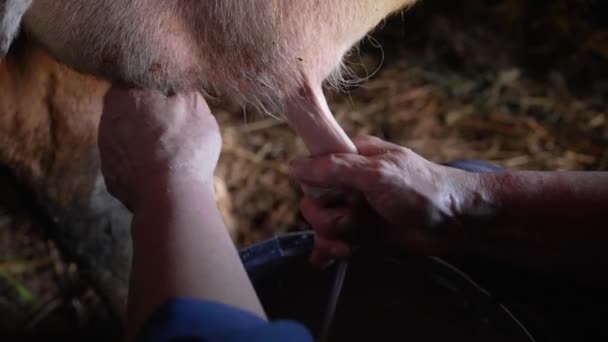 Hands Elderly Woman Close Milking Cows Milk Farm Eco Friendly — Vídeos de Stock