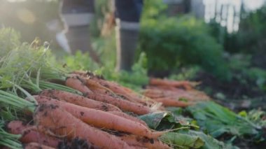 Elderly farmer harvests carrots on a sunny day. Organic farming, ripe carrots lie flat on the ground.