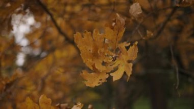 Branch with yellowed oak leaves sways slowly in the wind on a cloudy October day. Golden autumn in the park.