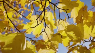 Yellow maple leaves sway slowly in the wind against a blue sky on a sunny autumn day. Stunning peaceful landscape in the city park.
