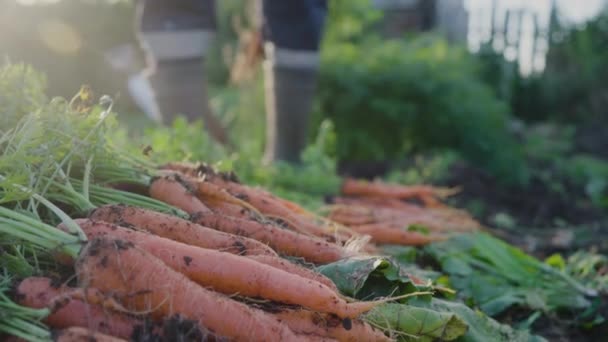 Elderly Farmer Harvests Carrots Sunny Day Organic Farming Ripe Carrots — Vídeos de Stock