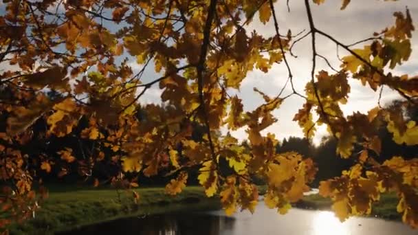 Oak Branch Yellow Autumn Leaves Sways Wind Park Backdrop Sun — Stockvideo