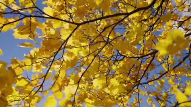 明るい黄色のカエデは ゆっくりとした動きで晴れた秋の日に風の中で枝の揺れに残します 見事な風景 — ストック動画