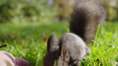 Black squirrel with a white belly eats pine nuts in the park with his hands in slow motion on a sunny day